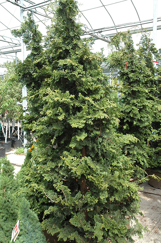 Wells Special Hinoki Falsecypress (Chamaecyparis obtusa 'Wells Special') at Skillins Greenhouse
