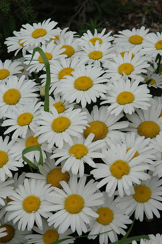 Snow Lady Shasta Daisy (Leucanthemum x superbum 'Snow Lady') at Skillins Greenhouse