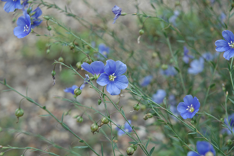 Sapphire Perennial Flax (Linum perenne 'Sapphire') at Skillins Greenhouse