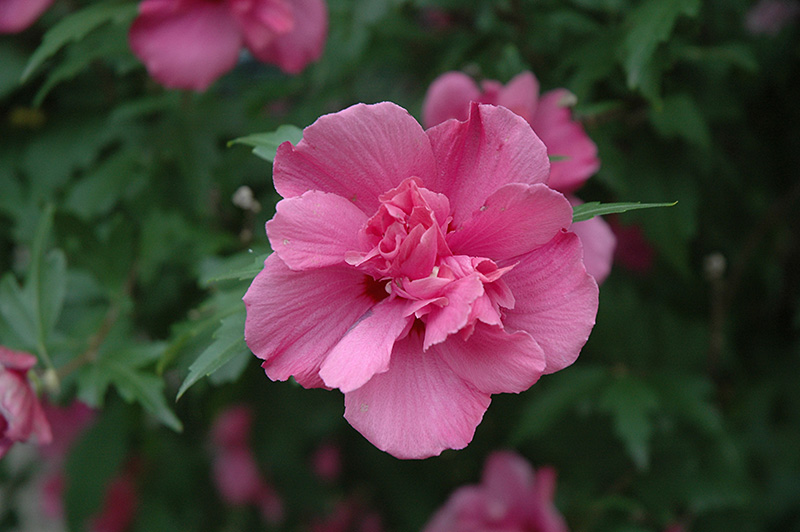 Lucy Rose Of Sharon (Hibiscus syriacus 'Lucy') at Skillins Greenhouse