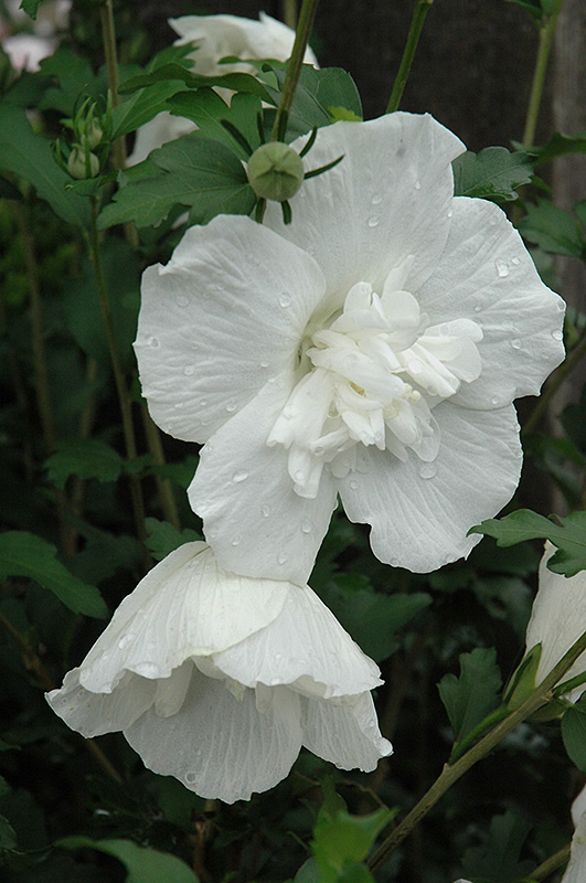 White Chiffon Rose of Sharon (Hibiscus syriacus 'Notwoodtwo') at Skillins Greenhouse
