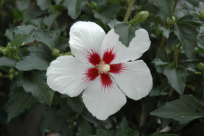 Lil' Kim Rose of Sharon (Hibiscus syriacus 'Antong Two') at Skillins Greenhouse