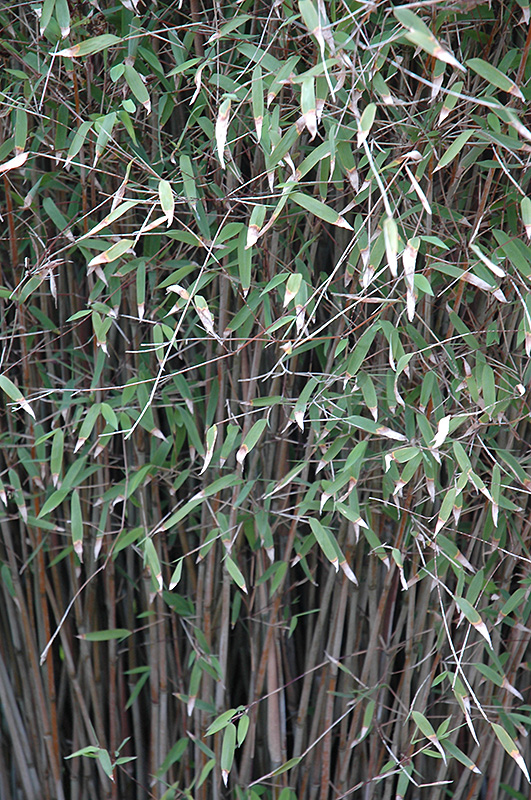Blue Fountain Bamboo (Fargesia nitida) at Skillins Greenhouse