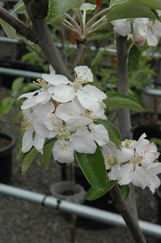 Spitzenburg Apple (Malus 'Spitzenburg') at Skillins Greenhouse