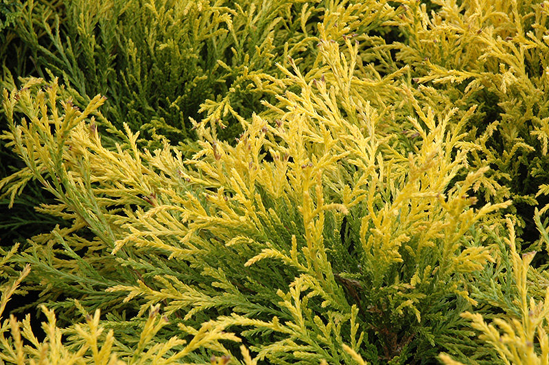 Golden Mop Falsecypress (Chamaecyparis pisifera 'Golden Mop') at Skillins Greenhouse