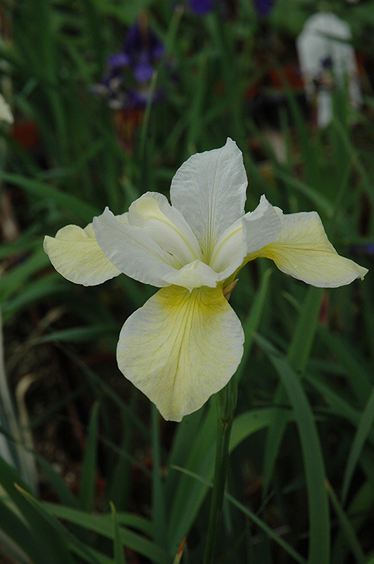 Butter And Sugar Siberian Iris (Iris sibirica 'Butter And Sugar') at Skillins Greenhouse