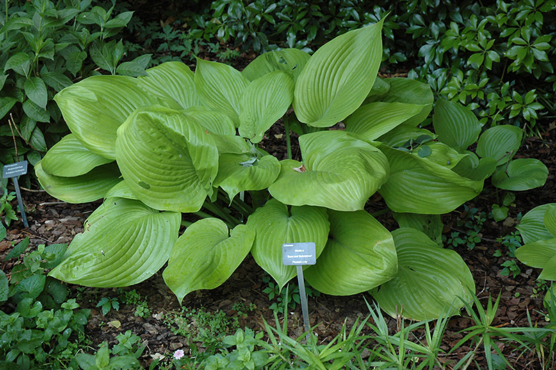 Sum and Substance Hosta (Hosta 'Sum and Substance') at Skillins Greenhouse