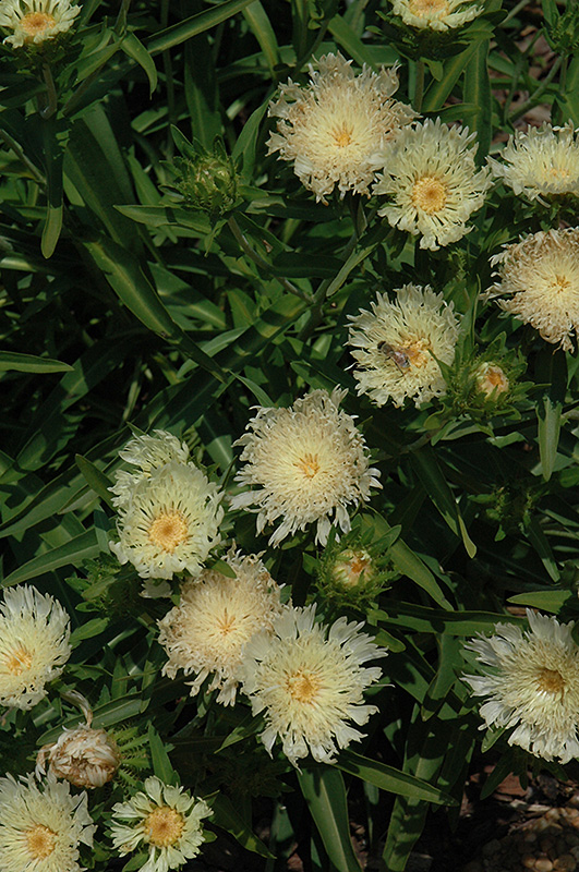 Mary Gregory Aster (Stokesia laevis 'Mary Gregory') at Skillins Greenhouse