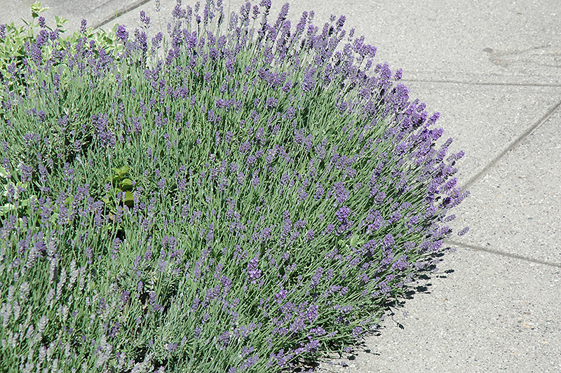 Munstead Lavender (Lavandula angustifolia 'Munstead') at Skillins Greenhouse