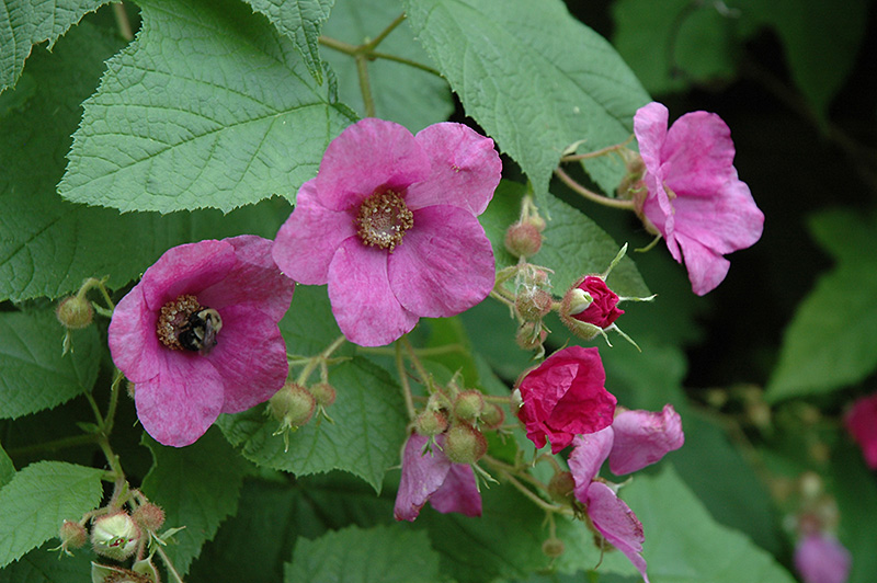 Flowering Raspberry (Rubus odoratus) at Skillins Greenhouse