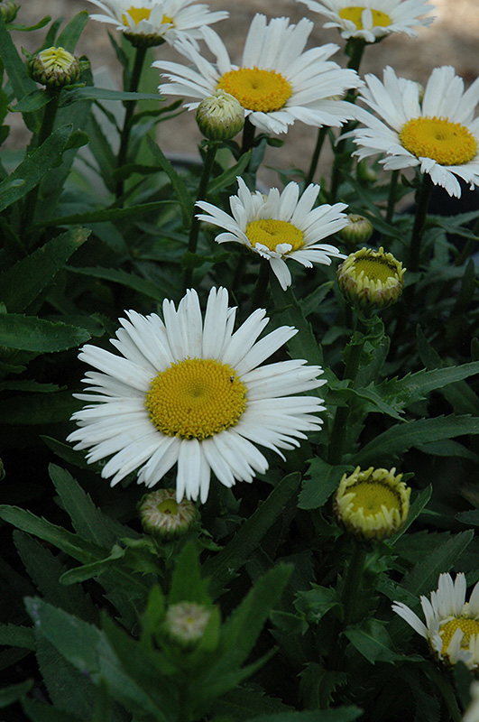 Snow Lady Shasta Daisy (Leucanthemum x superbum 'Snow Lady') at Skillins Greenhouse