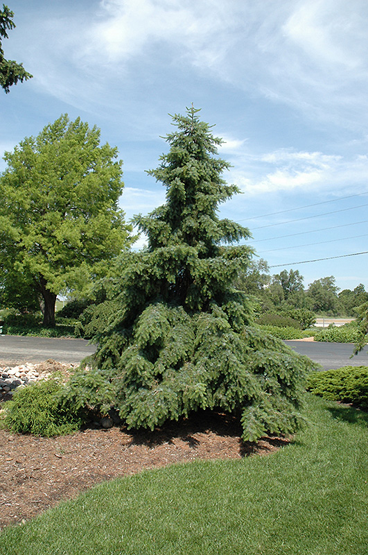 Weeping Serbian Spruce (Picea omorika 'Pendula') at Skillins Greenhouse