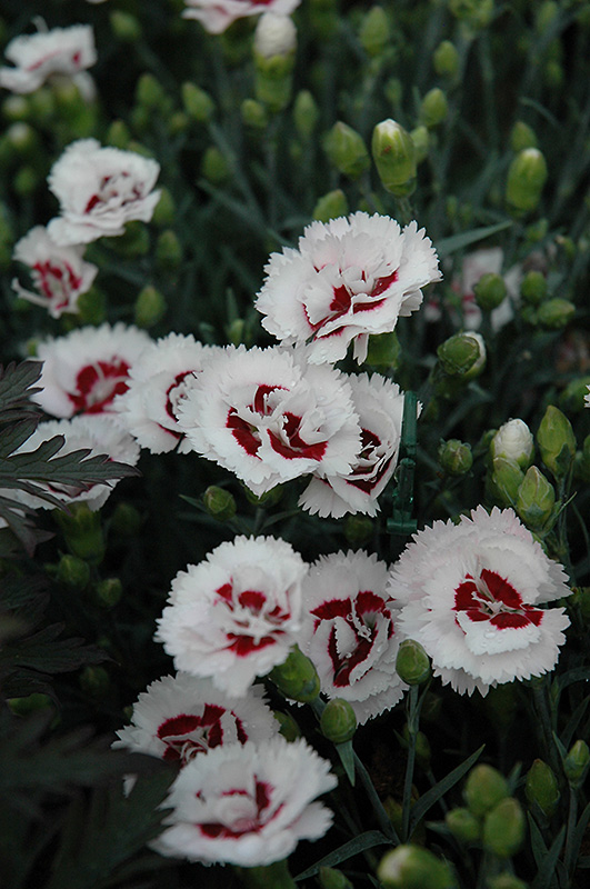 Scent First Coconut Surprise Pinks (Dianthus 'WP05Yves') at Skillins Greenhouse