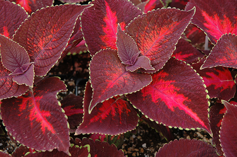 ColorBlaze Kingswood Torch Coleus (Solenostemon scutellarioides 'Kingswood Torch') at Skillins Greenhouse