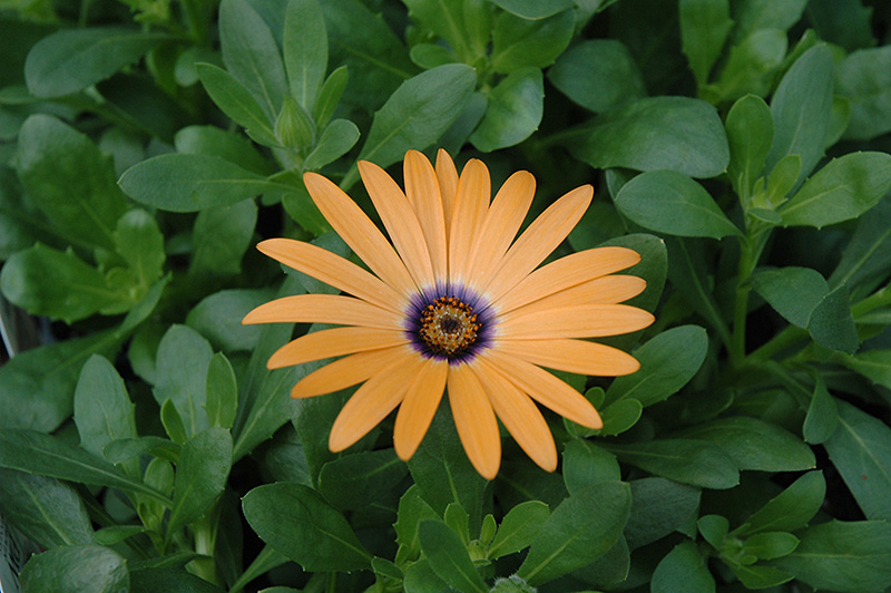 Orange Symphony African Daisy (Osteospermum 'Orange Symphony') at Skillins Greenhouse