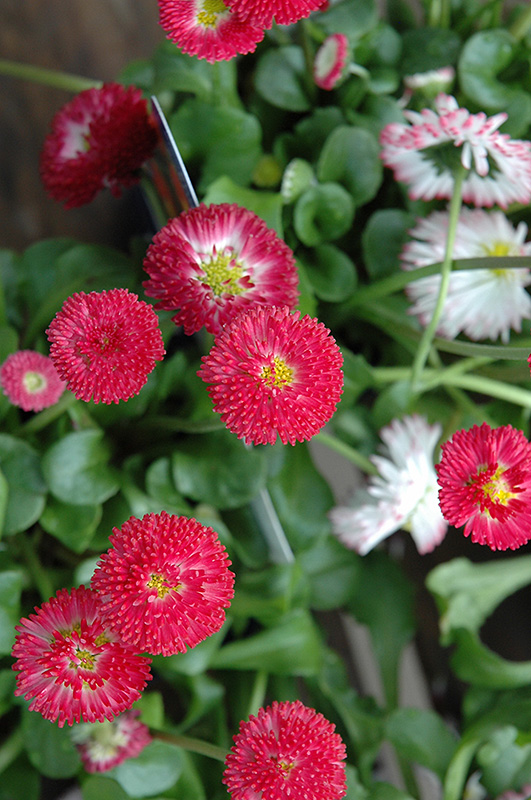 Bellisima Red English Daisy (Bellis perennis 'Bellissima Red') at Skillins Greenhouse