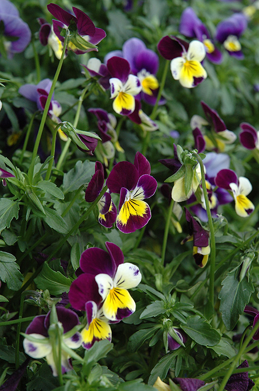 Helen Mount Pansy (Viola tricolor 'Helen Mount') at Skillins Greenhouse