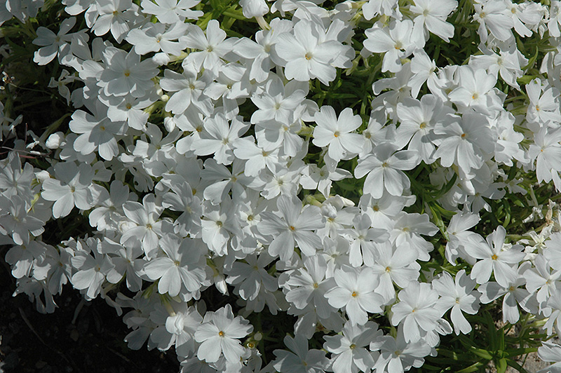 White Delight Moss Phlox (Phlox subulata 'White Delight') at Skillins Greenhouse