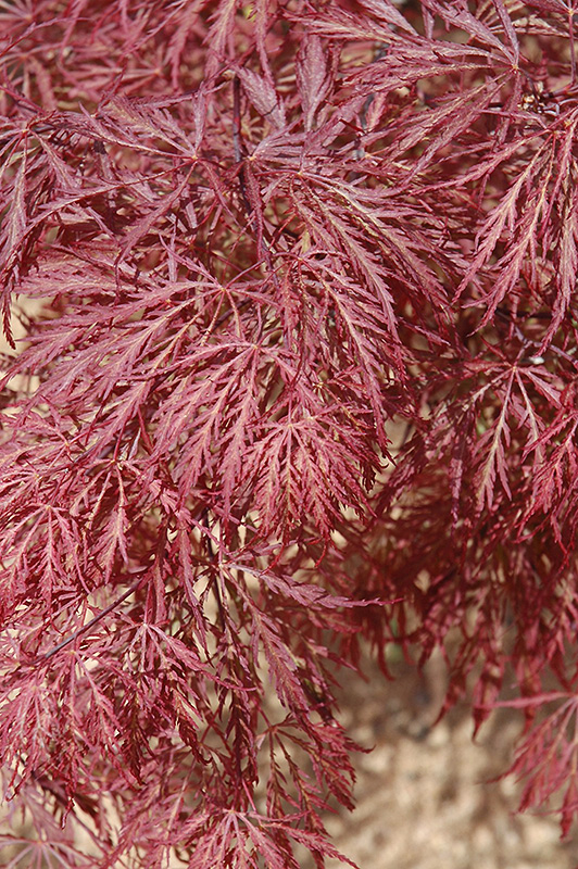 Ever Red Lace-Leaf Japanese Maple (Acer palmatum 'Ever Red') at Skillins Greenhouse
