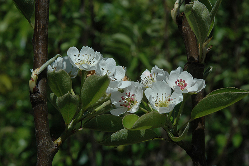 Shinseiki Asian Pear (Pyrus pyrifolia 'Shinseiki') at Skillins Greenhouse