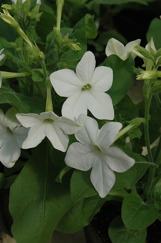 Saratoga White Flowering Tobacco (Nicotiana 'Saratoga White') at Skillins Greenhouse