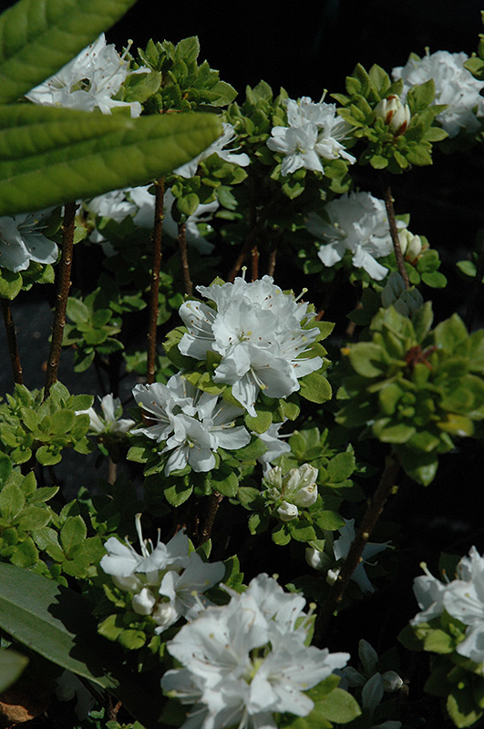 White Kyushu Azalea (Rhododendron kiusianum 'Album') at Skillins Greenhouse