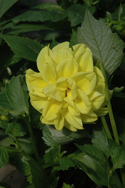 Figaro Yellow Dahlia (Dahlia 'Figaro Yellow') at Skillins Greenhouse