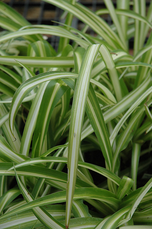 Spider Plant (Chlorophytum comosum) at Skillins Greenhouse