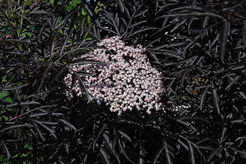 Black Lace Elder (Sambucus nigra 'Eva') at Skillins Greenhouse