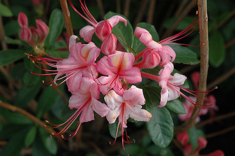 Pink And Sweet Azalea (Rhododendron 'Pink And Sweet') at Skillins Greenhouse