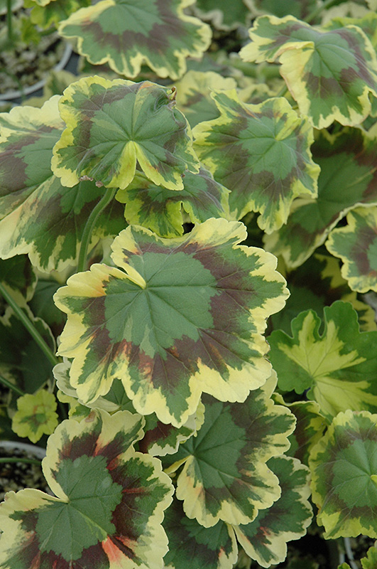 Tricolor Geranium (Pelargonium 'Tricolor') at Skillins Greenhouse