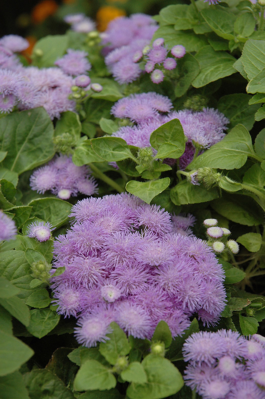 Hawaii Blue Flossflower (Ageratum 'Hawaii Blue') at Skillins Greenhouse