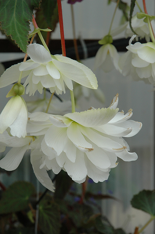 Illumination White Begonia (Begonia 'Illumination White') at Skillins Greenhouse