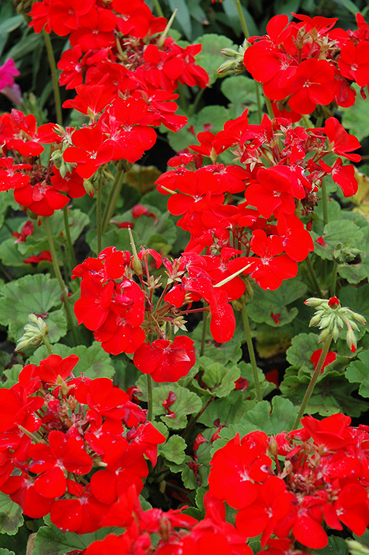 Pinto Premium Deep Red Geranium (Pelargonium 'Pinto Premium Deep Red') at Skillins Greenhouse