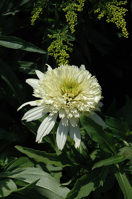 Cone-fections Meringue Coneflower (Echinacea 'Meringue') at Skillins Greenhouse