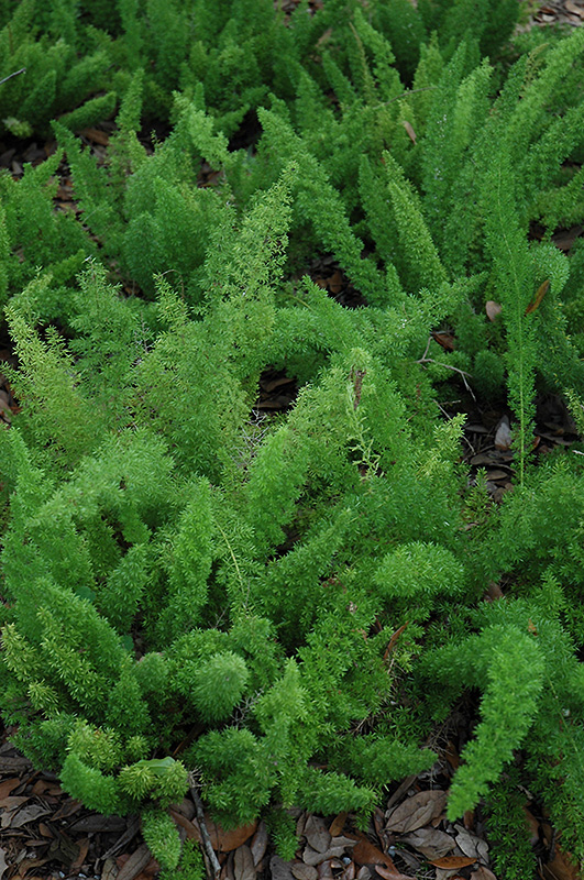 Myers Foxtail Fern (Asparagus densiflorus 'Myers') at Skillins Greenhouse