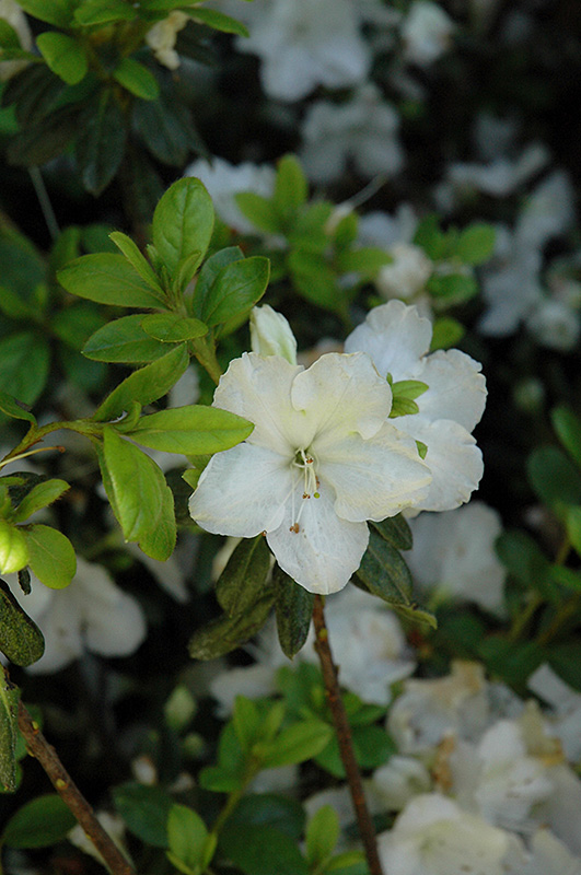 Pleasant White Azalea (Rhododendron 'Pleasant White') at Skillins Greenhouse