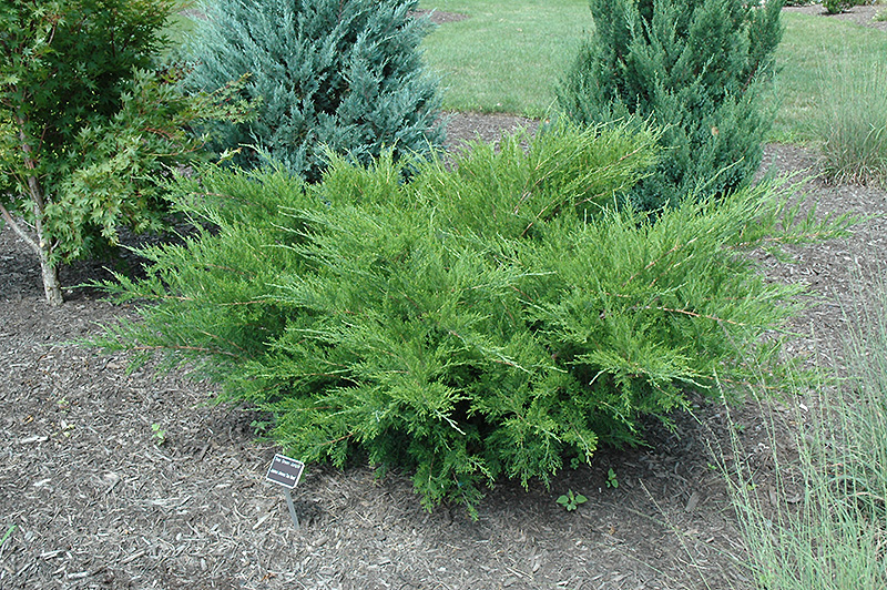 Sea Green Juniper (Juniperus chinensis 'Sea Green') at Skillins Greenhouse
