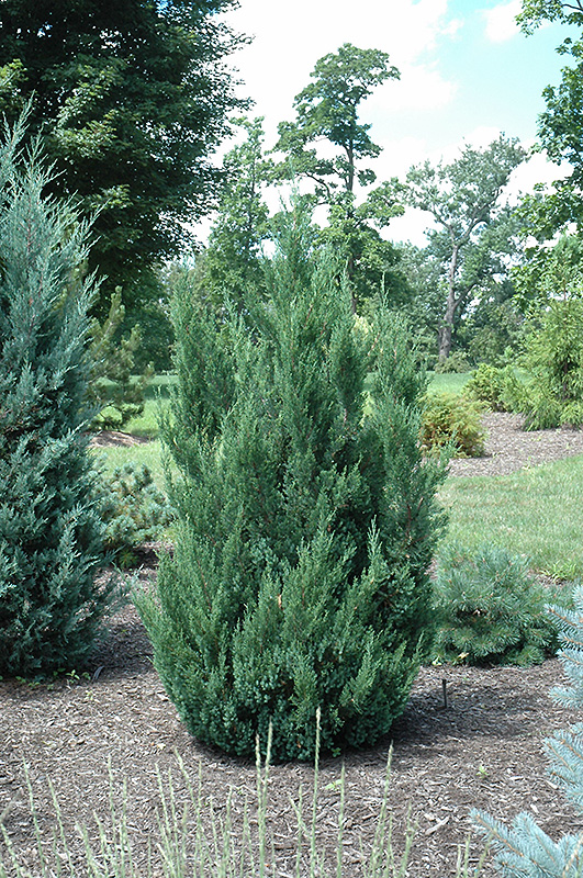 Blue Point Juniper (Juniperus chinensis 'Blue Point') at Skillins Greenhouse