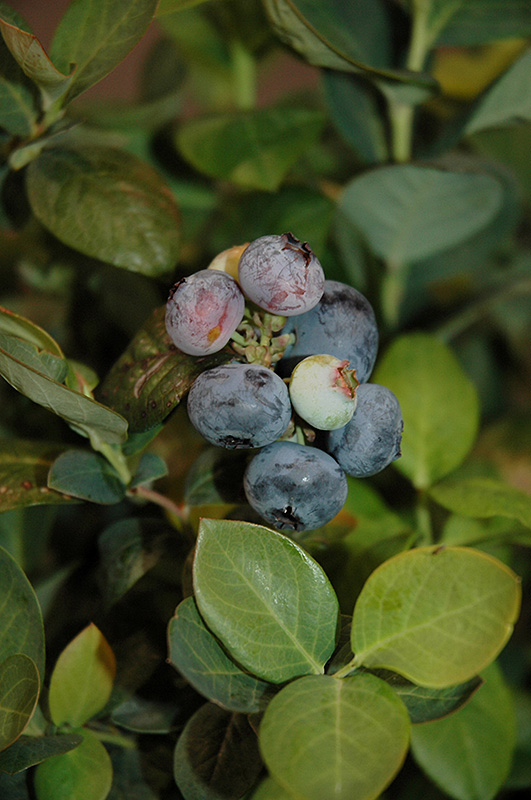 Peach Sorbet Blueberry (Vaccinium 'ZF06-043') at Skillins Greenhouse