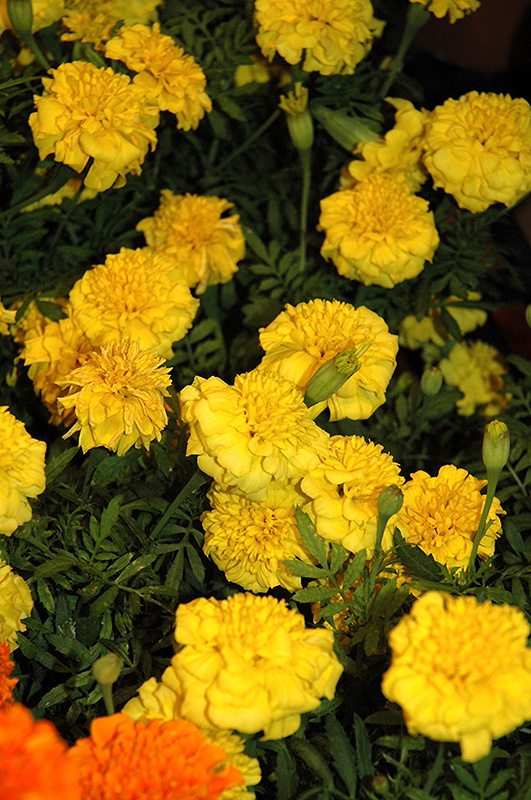 Little Hero Yellow Marigold (Tagetes patula 'Little Hero Yellow') at Skillins Greenhouse