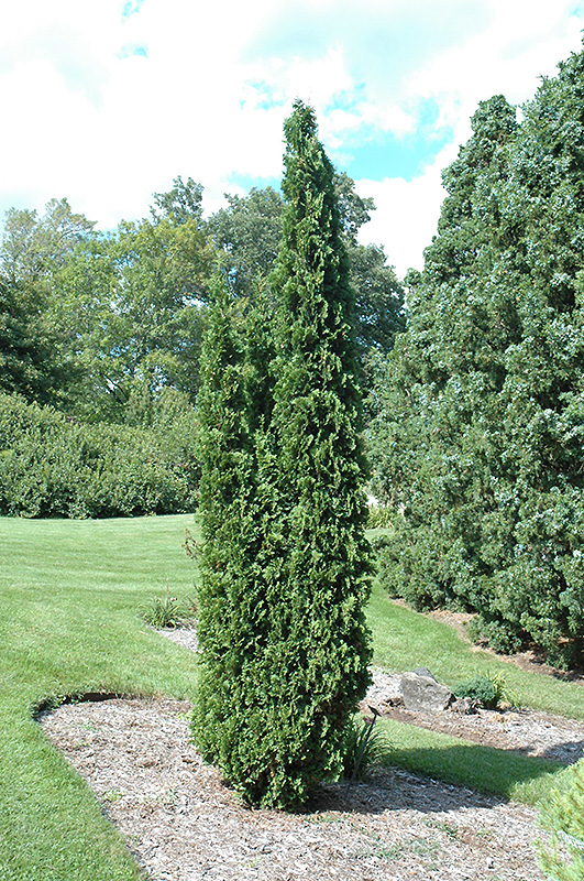 Degroot's Spire Arborvitae (Thuja occidentalis 'Degroot's Spire') at Skillins Greenhouse