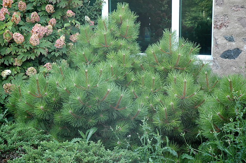Hornbrookiana Dwarf Austrian Pine (Pinus nigra 'Hornbrookiana') at Skillins Greenhouse