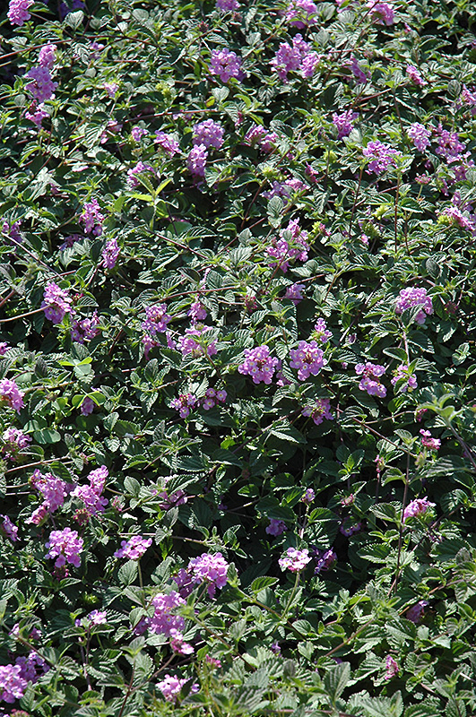 Purple Trailing Lantana (Lantana montevidensis) at Skillins Greenhouse