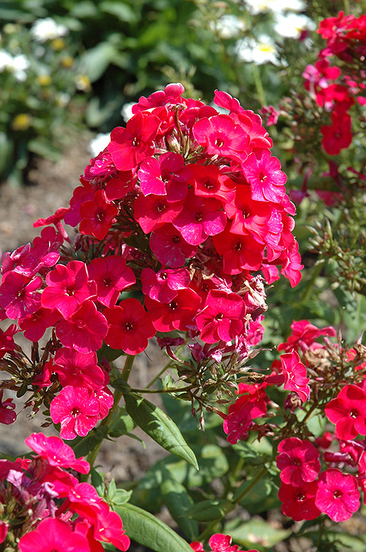 Red Flame Garden Phlox (Phlox paniculata 'Red Flame') at Skillins Greenhouse