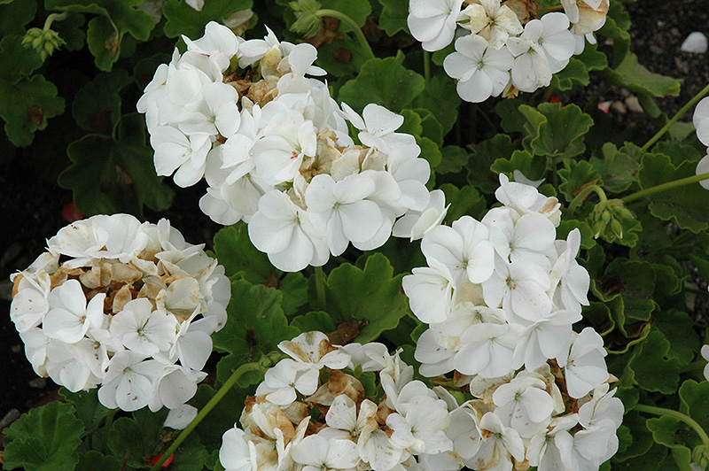 Pinto Premium White Geranium (Pelargonium 'Pinto Premium White') at Skillins Greenhouse