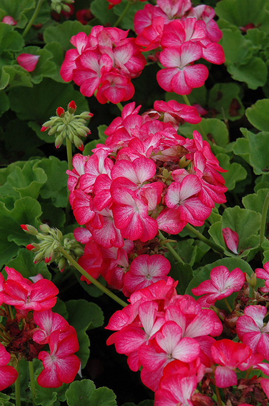 Pinto Premium Rose Bicolor Geranium (Pelargonium 'Pinto Premium Rose Bicolor') at Skillins Greenhouse
