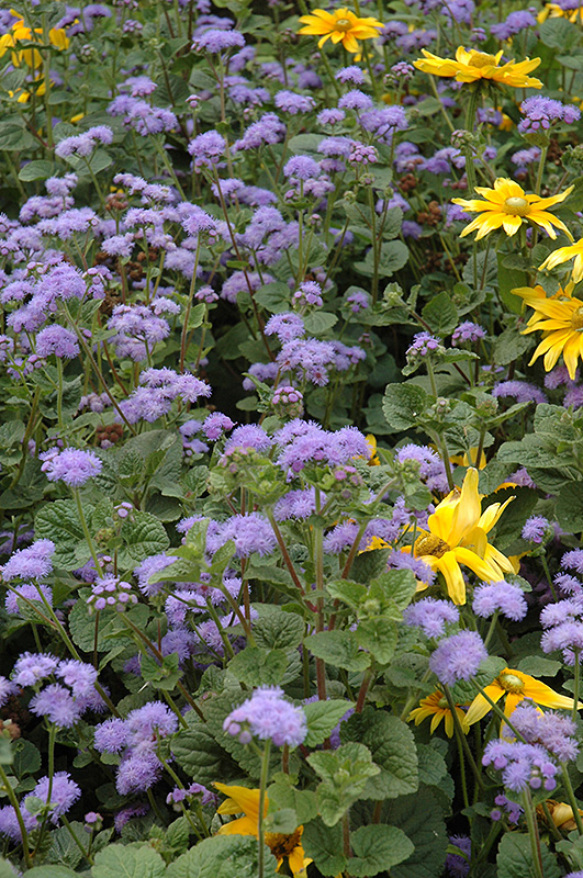 Blue Horizon Flossflower (Ageratum 'Blue Horizon') at Skillins Greenhouse