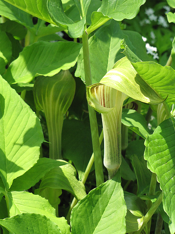Green Japanese Jack-In-The-Pulpit (Arisaema triphyllum 'ssp. triphyllum') at Skillins Greenhouse