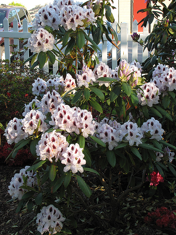 Calsap Rhododendron (Rhododendron 'Calsap') at Skillins Greenhouse